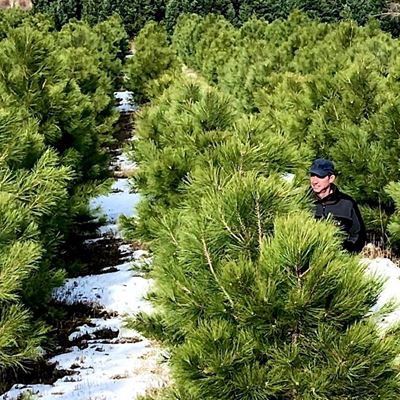 New Mexico State University?s College of Agricultural, Consumer and Environmental Sciences is researching which ponderos