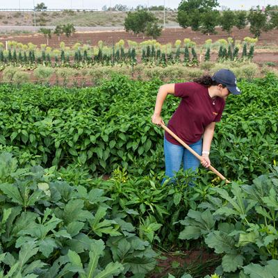 NMSU’s Jose Fernandez Garden blooms with uncommon vegetables used in food distribution program