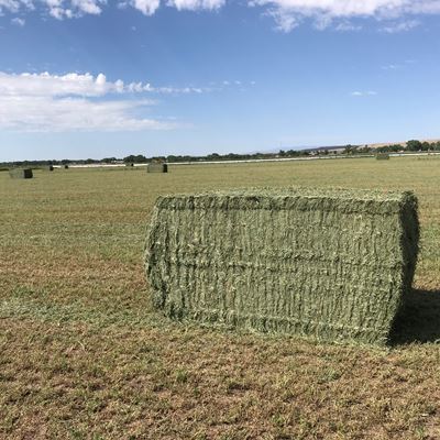 Growers can access vital information at 2022 Southwest Hay & Forage Conference