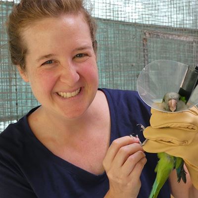 Biology professor collaborates with NMSU alumni in ongoing parrot research