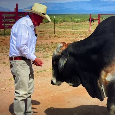 Photo of Neil Burcham with bull