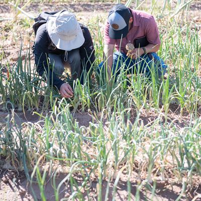2022 Onion Field Day at the Fabian Garcia Science Center