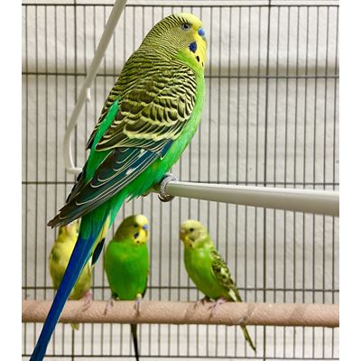 NMSU researchers study older parakeets to find out whether learning ...