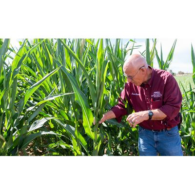 Man speaking while examining a crop plant