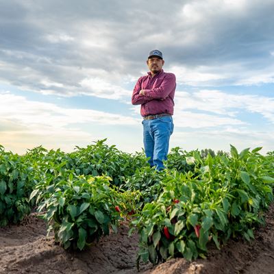 Man standing in a chile field