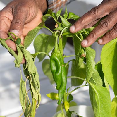 Chile wilt research