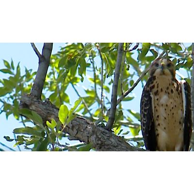 Safety Tip Beware of nesting hawks