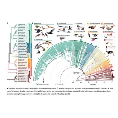 Phase 2 of NMSU professor s bird genome research reveals new methods