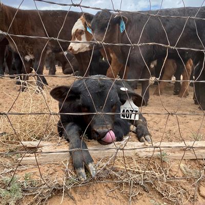 Corona ear tag technology cattle