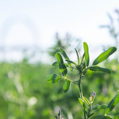 IMAGE DESCRIPTION A field of alfalfa