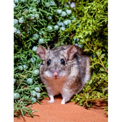 NMSU University of Utah biologists co author paper about rodents adaptation to a poisonous diet