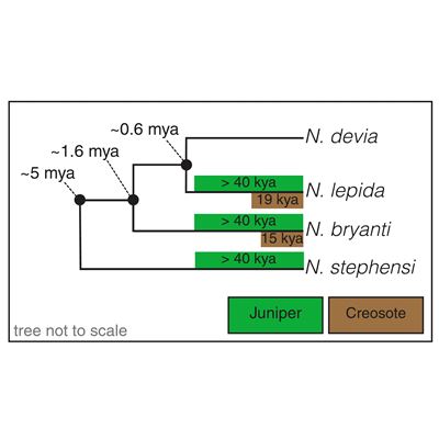 NMSU University of Utah biologists co author paper about rodents adaptation to a poisonous diet