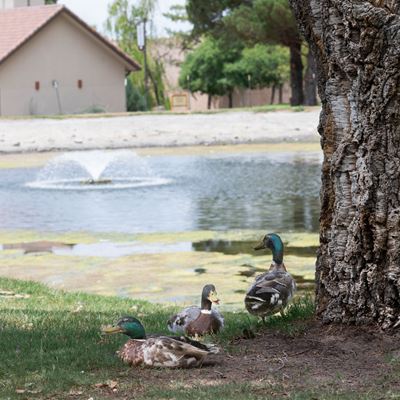 Photo of NMSU Alumni Pond prior to renovations