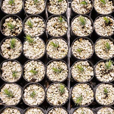 IMAGE DESCRIPTION Rows of tree seedlings in small pots