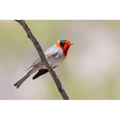 NMSU review of bird migration research method published in premier journal