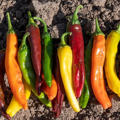 Chile Pepper Institute