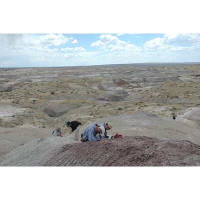 NMSU professor s research uncovers last surviving dinosaurs in New Mexico