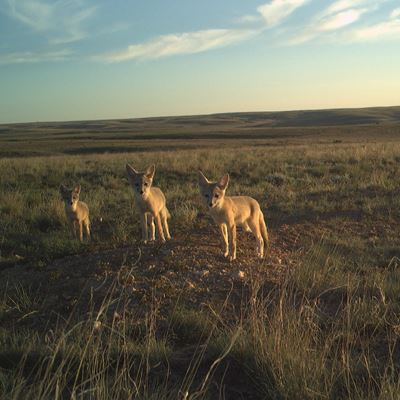 Three young foxes looking toward the camera