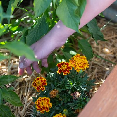 NMSU GrowingForward 070225 10