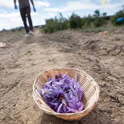 IMAGE DESCRIPTION A basket filled with purple flowers