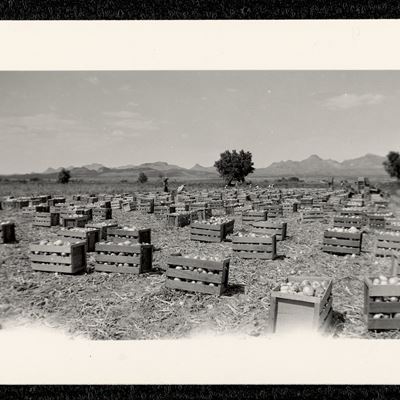Photo of Nakayama family farm at Gallo Ranch