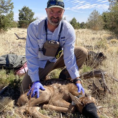 William Grooms then a summer technician on Jimmy Cain s Gila Elk Project in 2022 fits a GPS collar on an elk calf