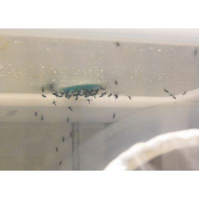 NMSU researchers new formula for mosquito food helps stop spread of disease