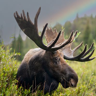 Moose