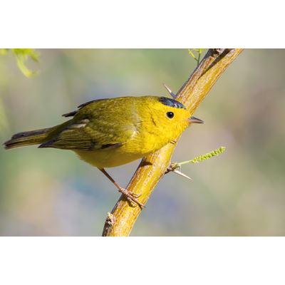 Avian Migration Program prepares NMSU students for conservation careers