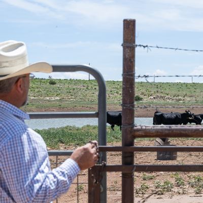IMAGE DESCRIPTION Man standing near a pen with cattle