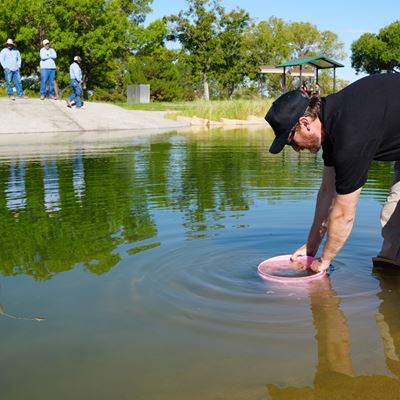 Photo of bluegill and fathead minnow fish being stocked in Alumni Pond