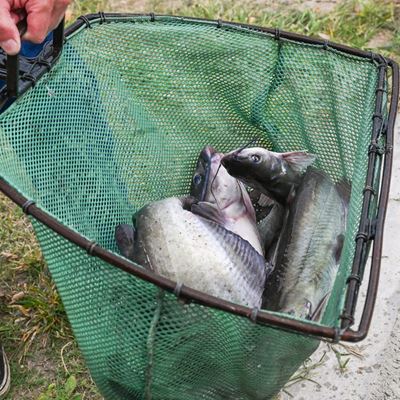Photo of channel catfish stocked at Alumni Pond