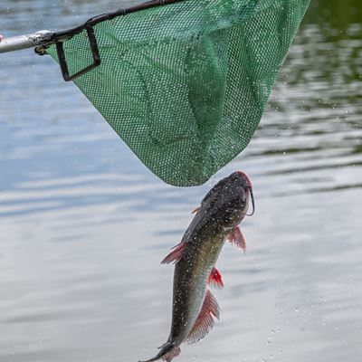 Photo of channel catfish being stocked at Alumni Pond