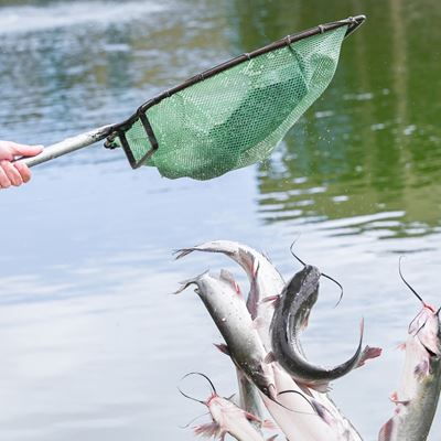 Photo of channel catfish being stocked at Alumni Pond