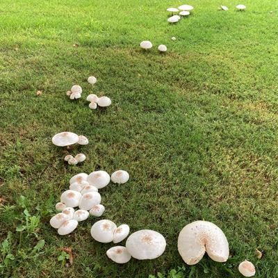 Mushrooms
