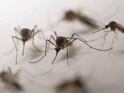 Mosquitoes peak during rainy season, NMSU researcher shares prevention tips
