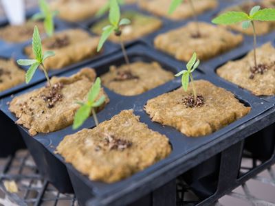 Fall 2022 hemp class