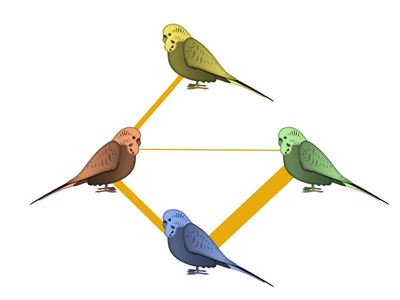 NMSU researchers study older parakeets to find out whether learning declines with age