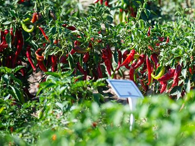 The Fabian Garcia 2021 Field Day September 22 2021 NMSU photo by Josh Bachman