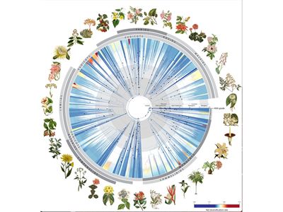 NMSU researchers contribute to understanding flowering plant tree of life
