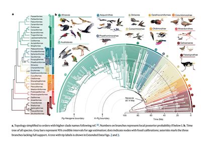 Phase 2 of NMSU professor s bird genome research reveals new methods