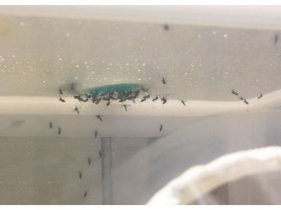 NMSU researchers new formula for mosquito food helps stop spread of disease