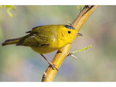 Avian Migration Program prepares NMSU students for conservation careers