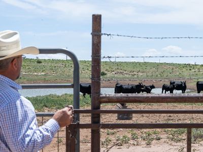 IMAGE DESCRIPTION Man standing near a pen with cattle