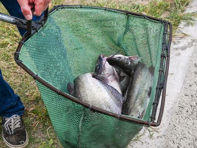 Photo of channel catfish stocked at Alumni Pond