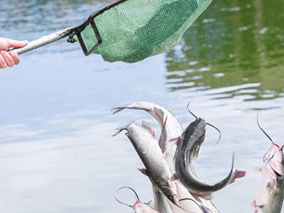 Photo of channel catfish being stocked at Alumni Pond