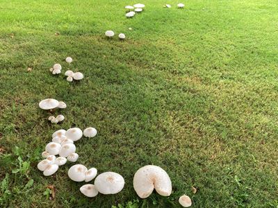 Mushrooms