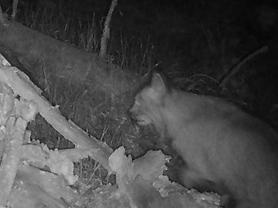 Canada lynx 2