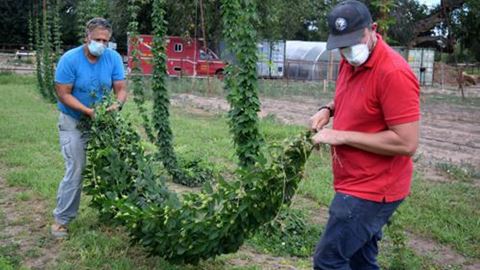 Hops Bines