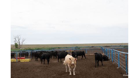 NMSU bull Clayton